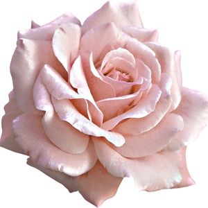 Meet your Posher, Amelia